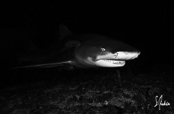 Lemon Shark on a night dive at Tiger Beach.... we had a T... by Steven Anderson 